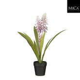 Aloe Vera In Pot Purple - H43Xd30,5Cm